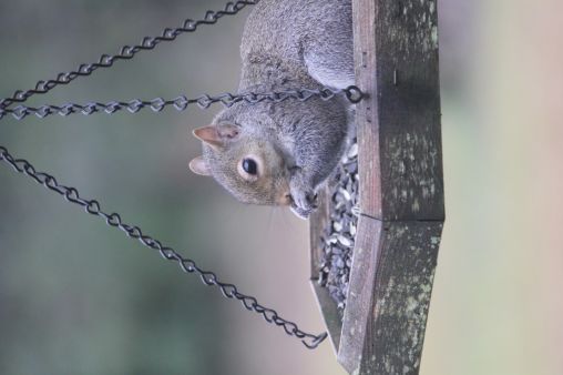 yumm, yumm! wait your turn birds!