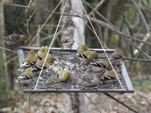 Pine Siskins and Gold Finches eating on my homemade bird feeder.