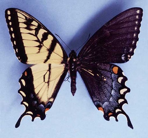 Tiger Swallowtail gynandromorph