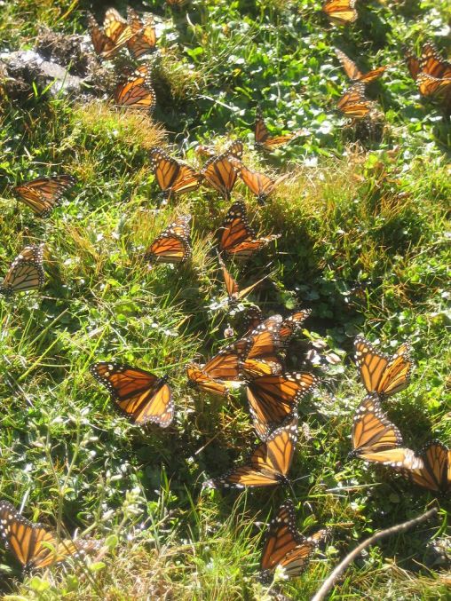 lots of butterflies!