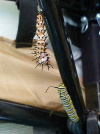 Gulf Frittilary amd Monarch Caterpillars looking for a spot for their chrysalis inside the butterfly