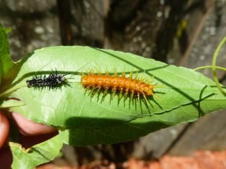 Gulf Frittilary caterpillar is growing.  My butterflies are laying eggas all over the passion vine!