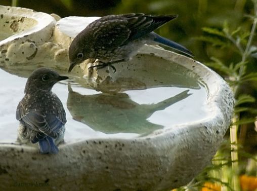 Bluebird fledglings 