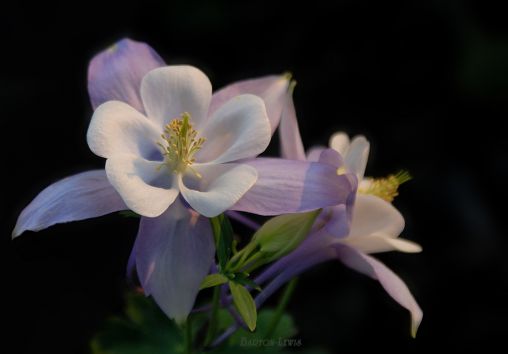 Columbine