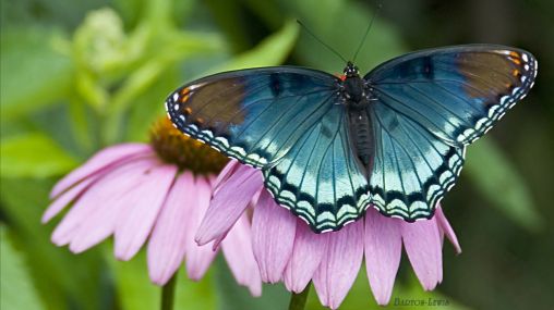 Butterfly on coneflower