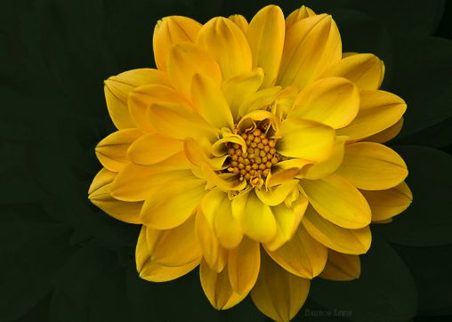 Yellow Dahlia