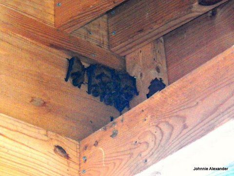 Bats in the Bat House