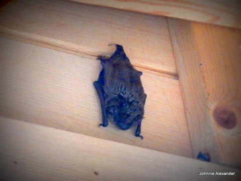 Bat in the Bat House