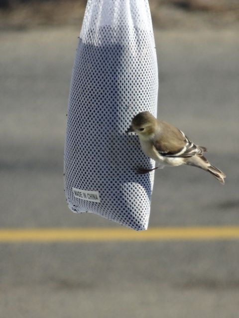 Finch  munching on  nyjer  seeds    