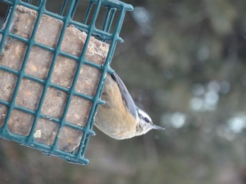 Rose breasted nuthach   feeding on  homemade  