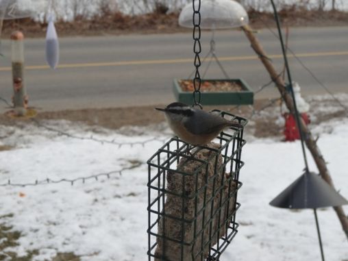 Rose breasted   feeding  on suet 