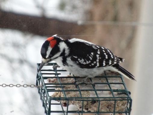 adult male  downy wood pecker  feeding  on homemade  suet  