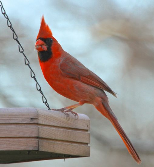 Male Northern Cardinal enjoying a snack