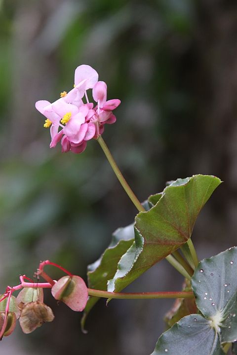 pretty flower