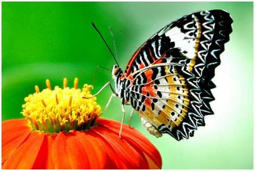 Butterfly on a flower 