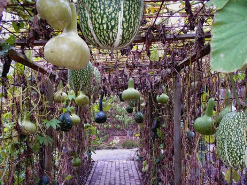 Vegetable Garden