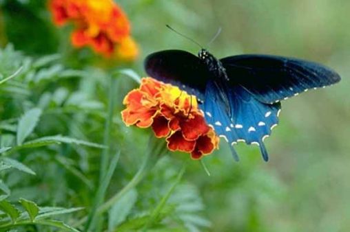 a blue butterfly