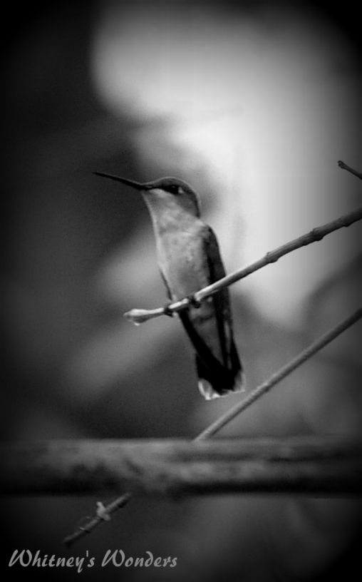 Hummingbird