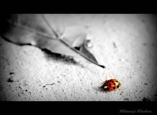 Japanese Beetle 