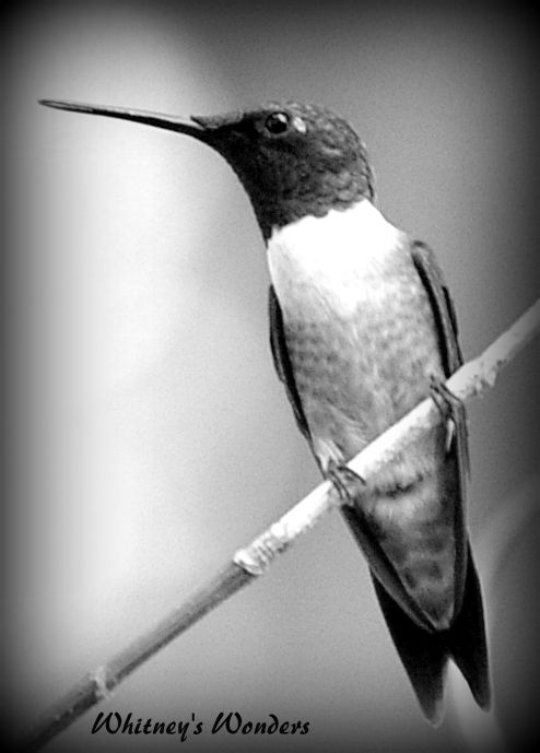 Ruby Throated Humming bird