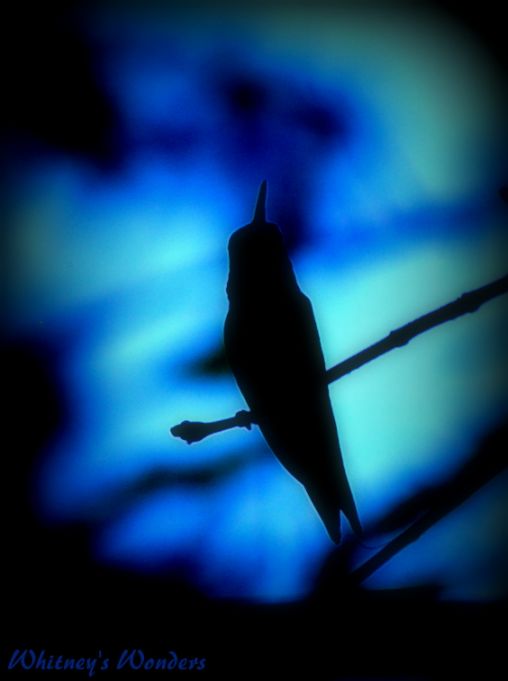 Hummingbird Silhouette 