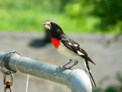 Bird on Pole