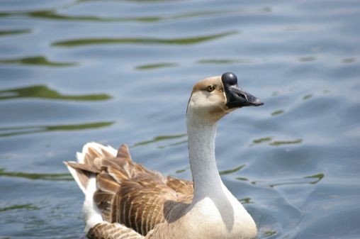 Arctic Goose