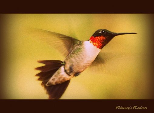 Ruby Throated Humming Bird Flying