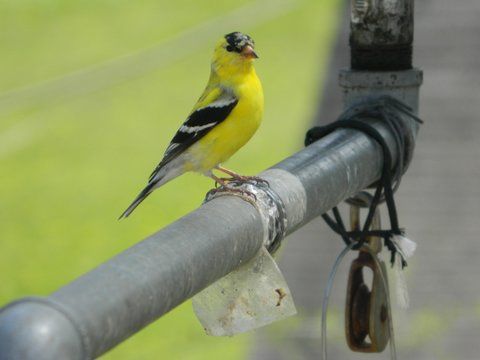 Goldfinch