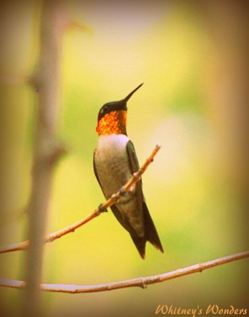 Ruby Throated Humming bird