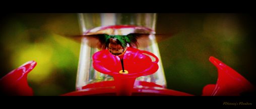 Hummingbird Eating