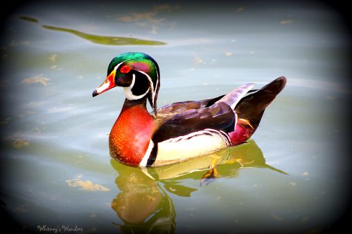 Male Wood Duck