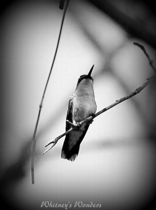 Hummingbird