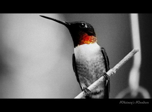 Ruby Throated Humming bird