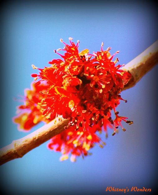 red blooms