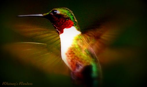 Ruby Throated Humming Bird Flying