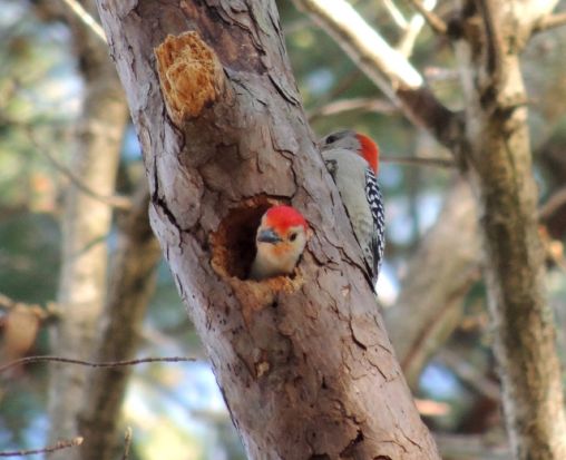 This is the home of a Red-bellied Sapsucker couple that live in the woods behind my home.  