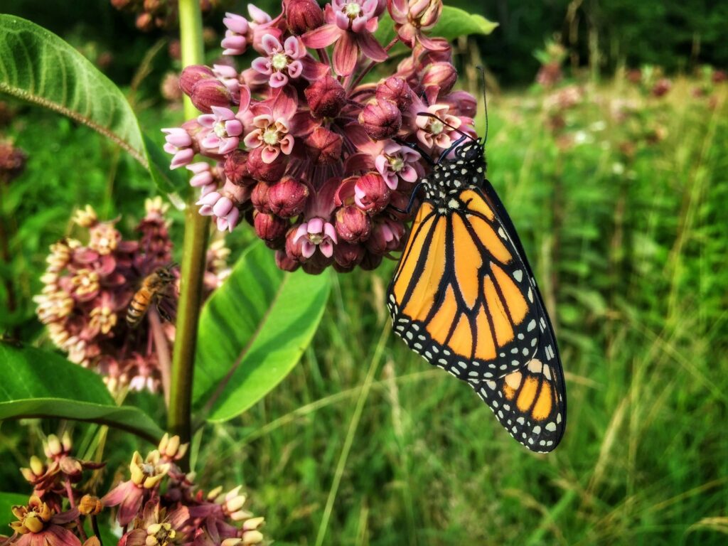 Monarch butterfly feeding on pink milkweed flowers in a backyard pollinator habitat