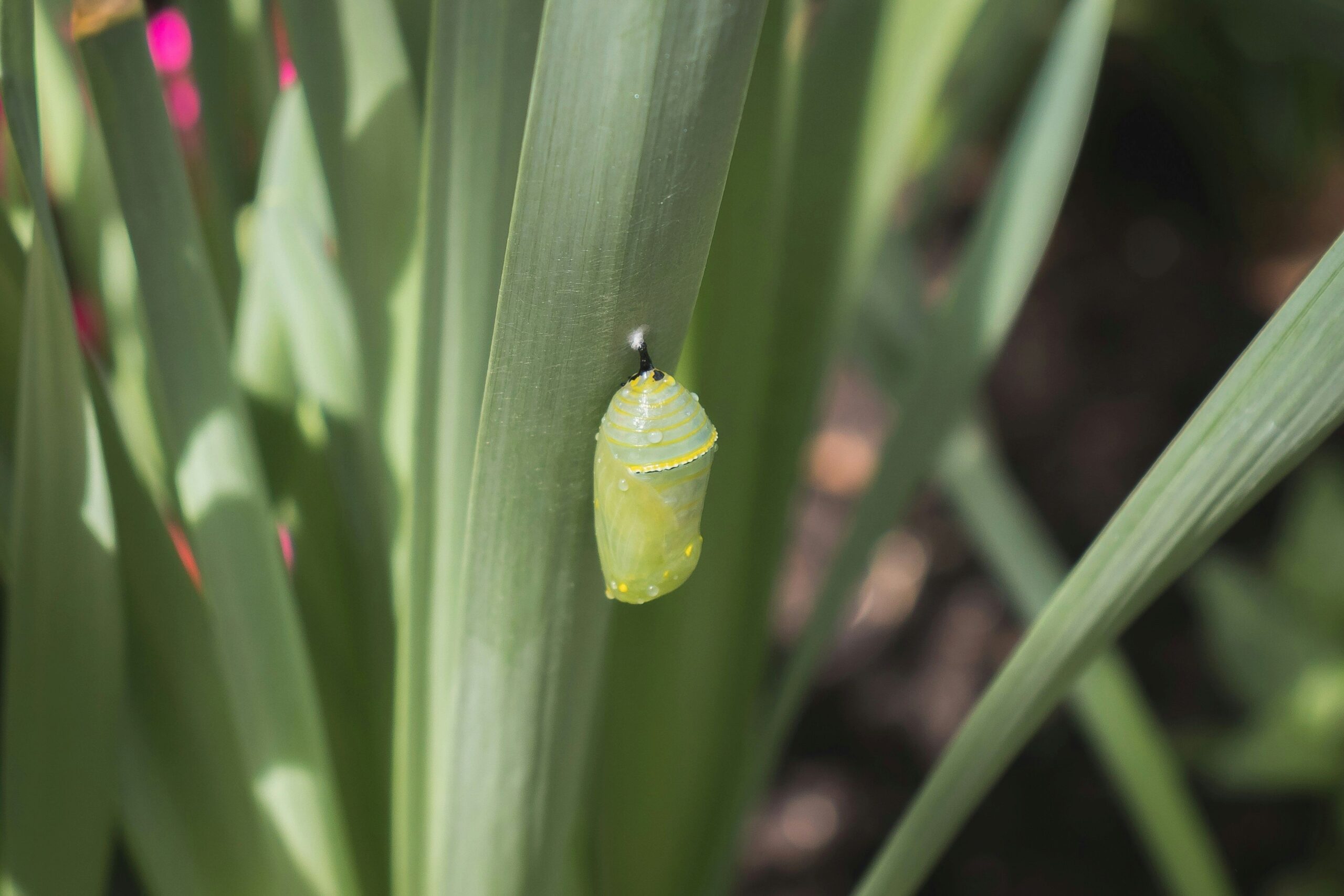 Green monarch butterfly chrysalis hanging from a garden plant before emergence