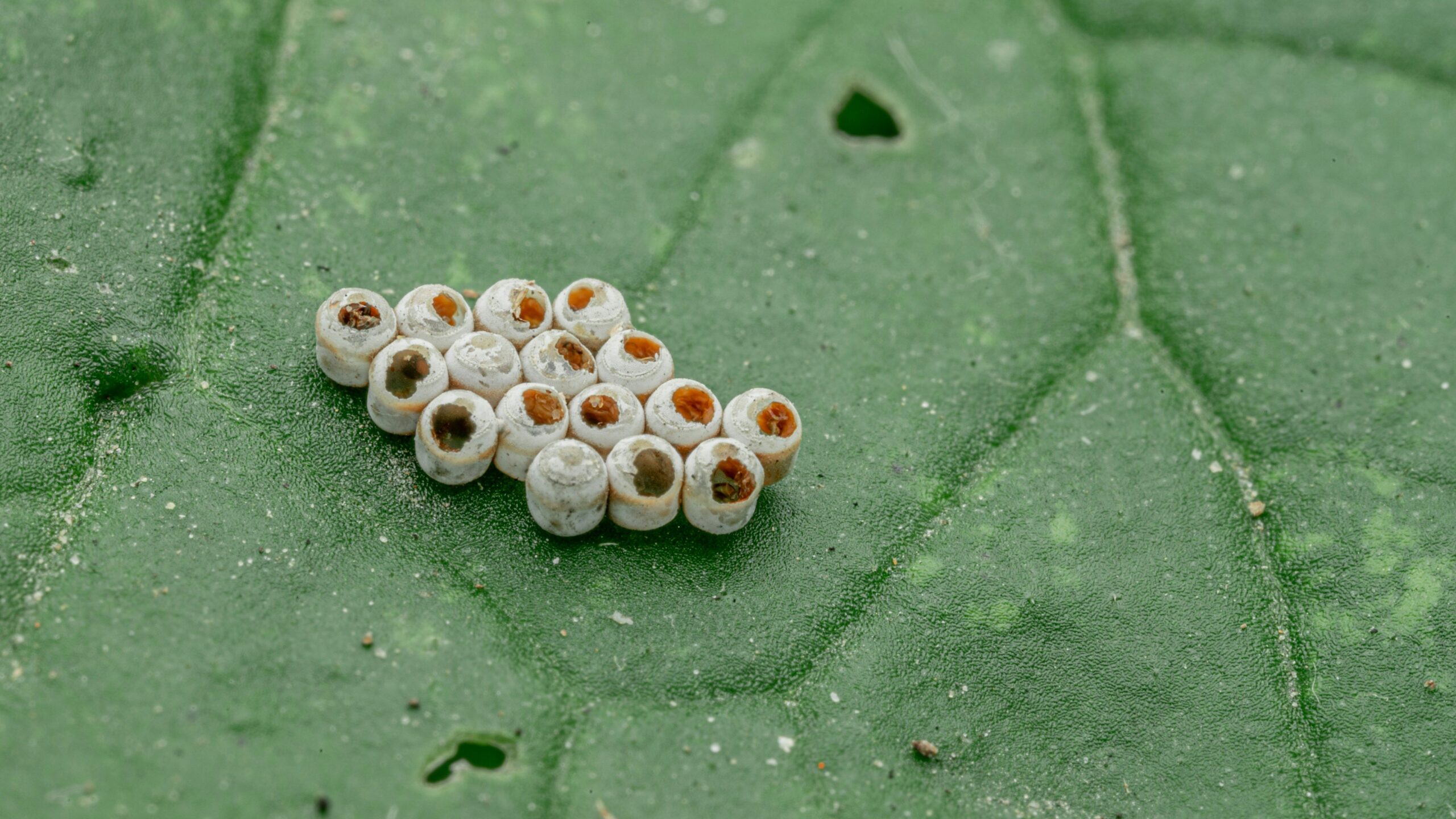 Close-up of monarch butterfly eggs laid on the underside of a milkweed leaf