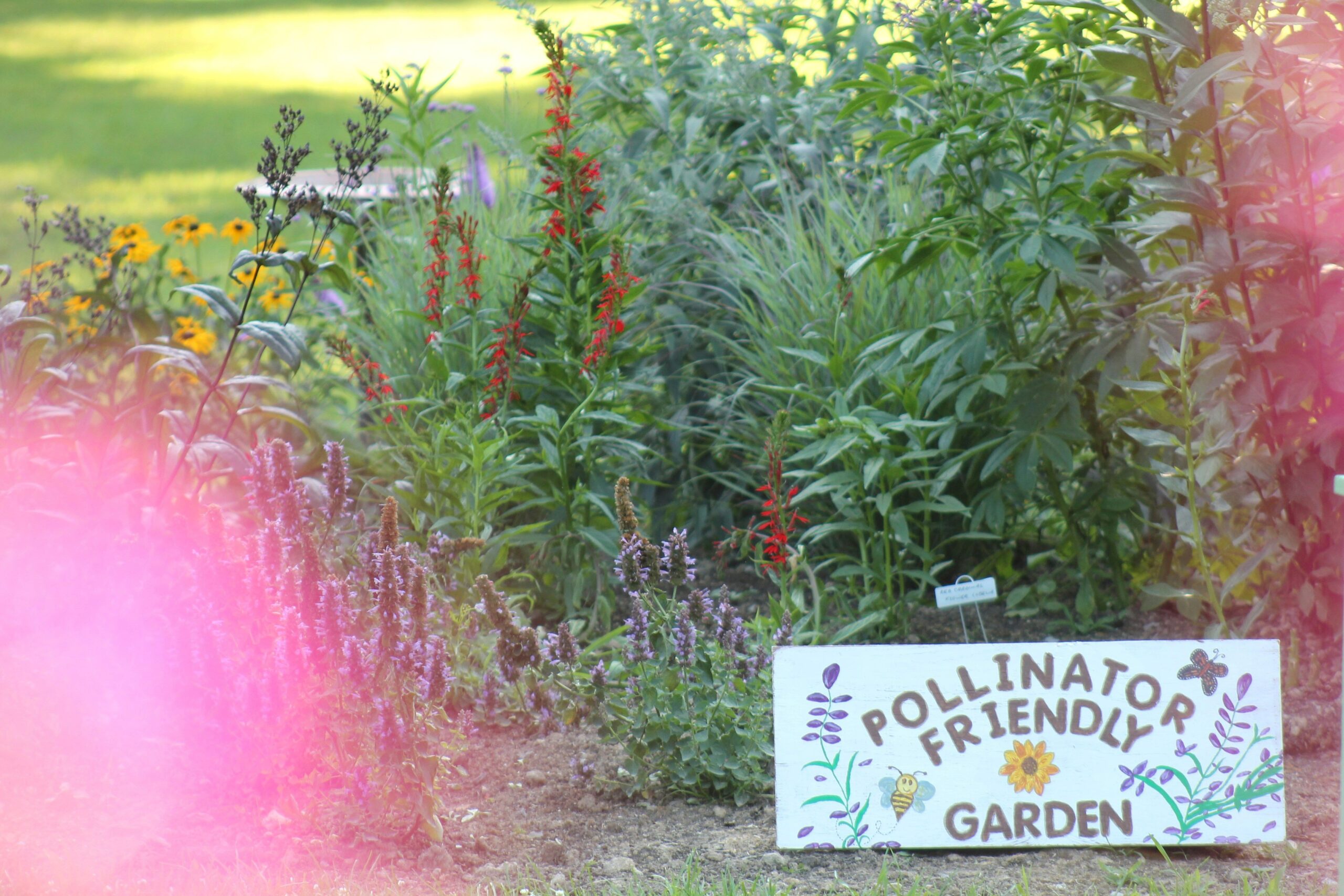 Backyard pollinator garden planted with milkweed and nectar flowers to attract monarch butterflies