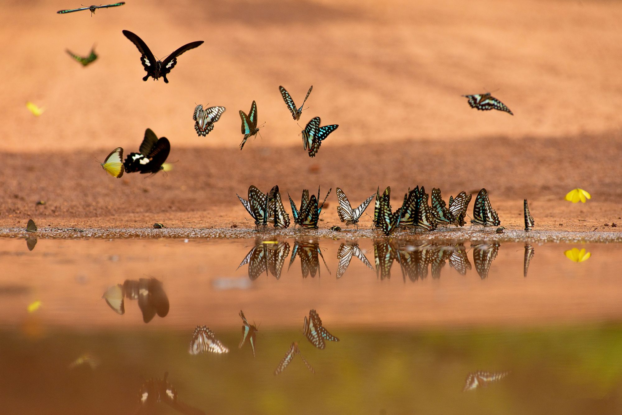 Group of butterflies gathering at shallow water to drink and absorb minerals