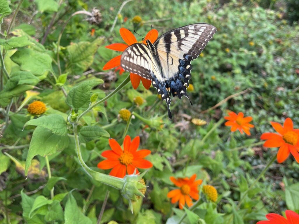 Eastern tiger swallowtail butterfly feeding on orange Mexican sunflower in a backyard butterfly garden