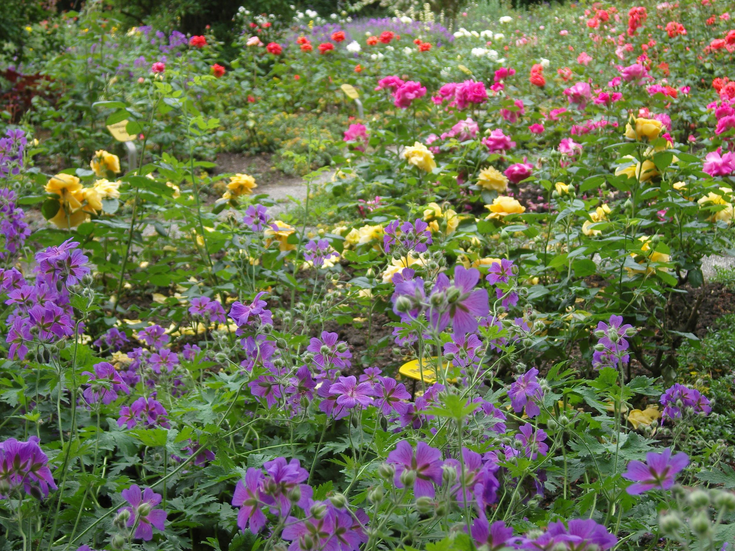 Colorful mature butterfly garden filled with nectar-rich flowers and pollinator-friendly plants
