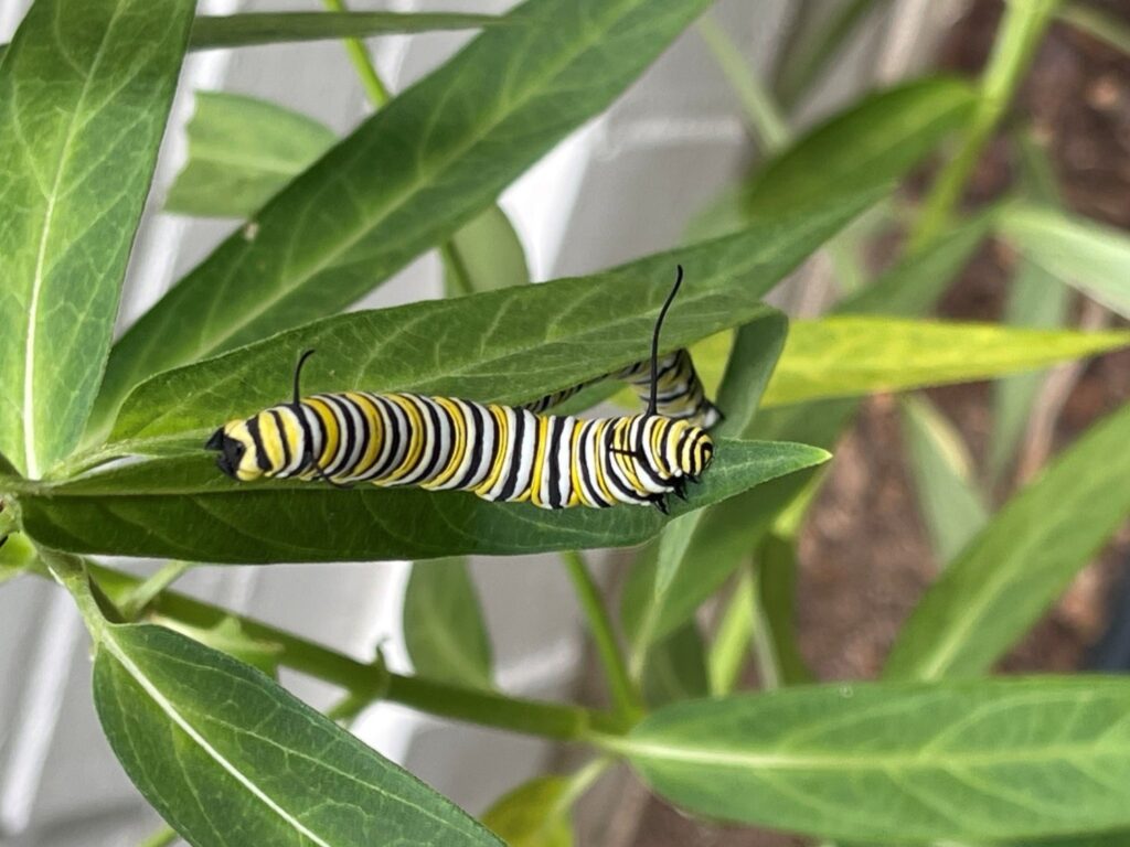 Monarch caterpillar feeding on milkweed leaves in a backyard butterfly garden