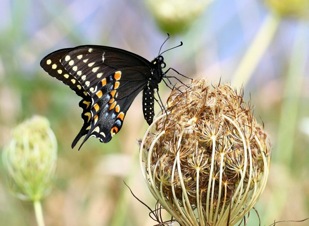 Black swallowtail butterfly on a carrot-family plant in an aromatic herb garden