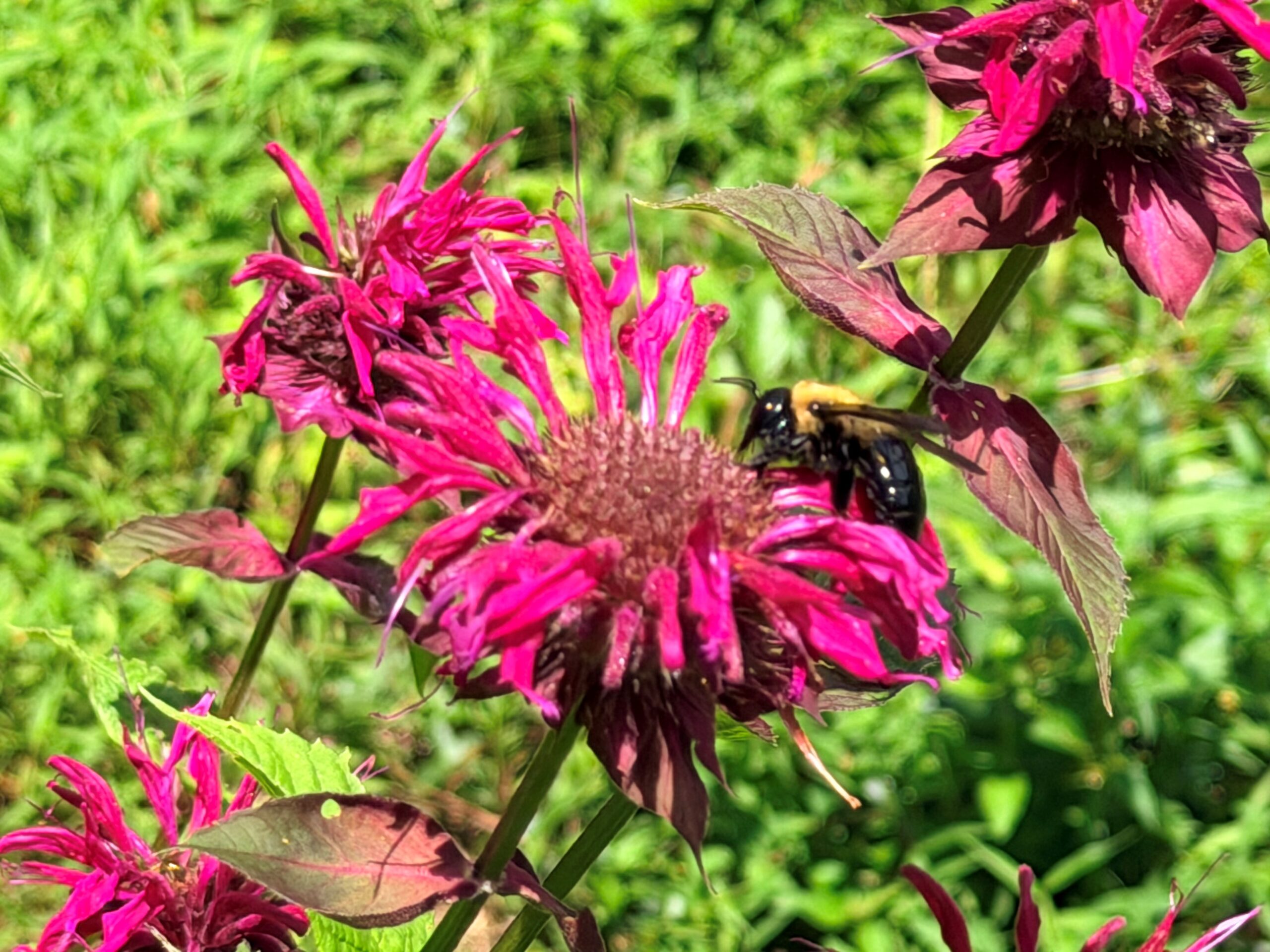 A carpenter bee, identifiable by its smooth black abdomen, foraging on a dark pink bee balm bloom