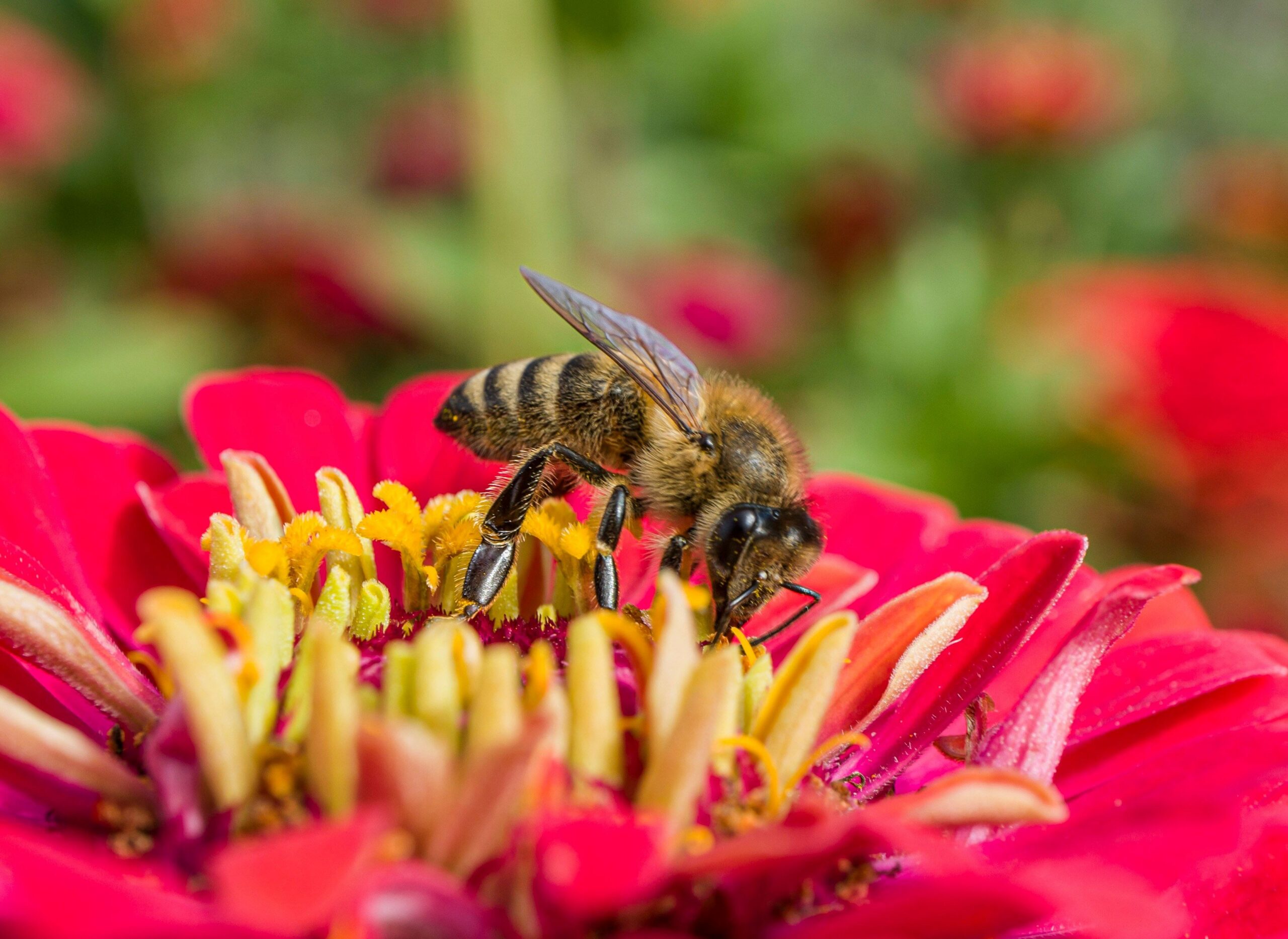 Bee collecting nectar from a pink zinnia flower