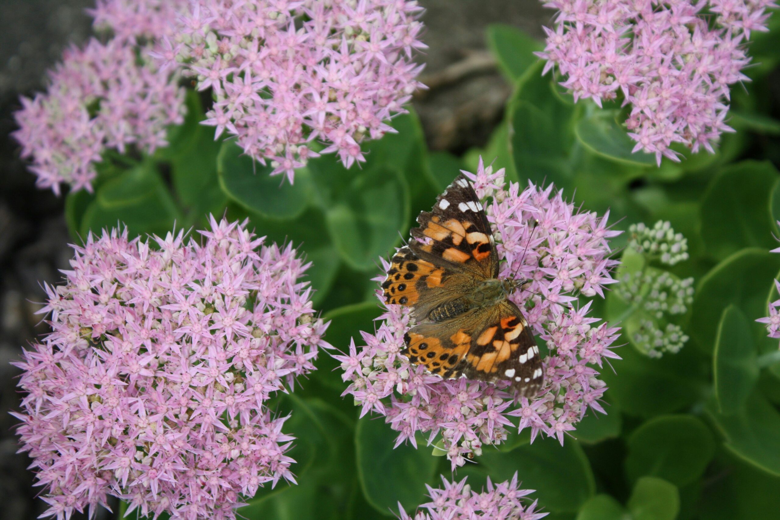 Butterfly feeding on pink sedum flowers