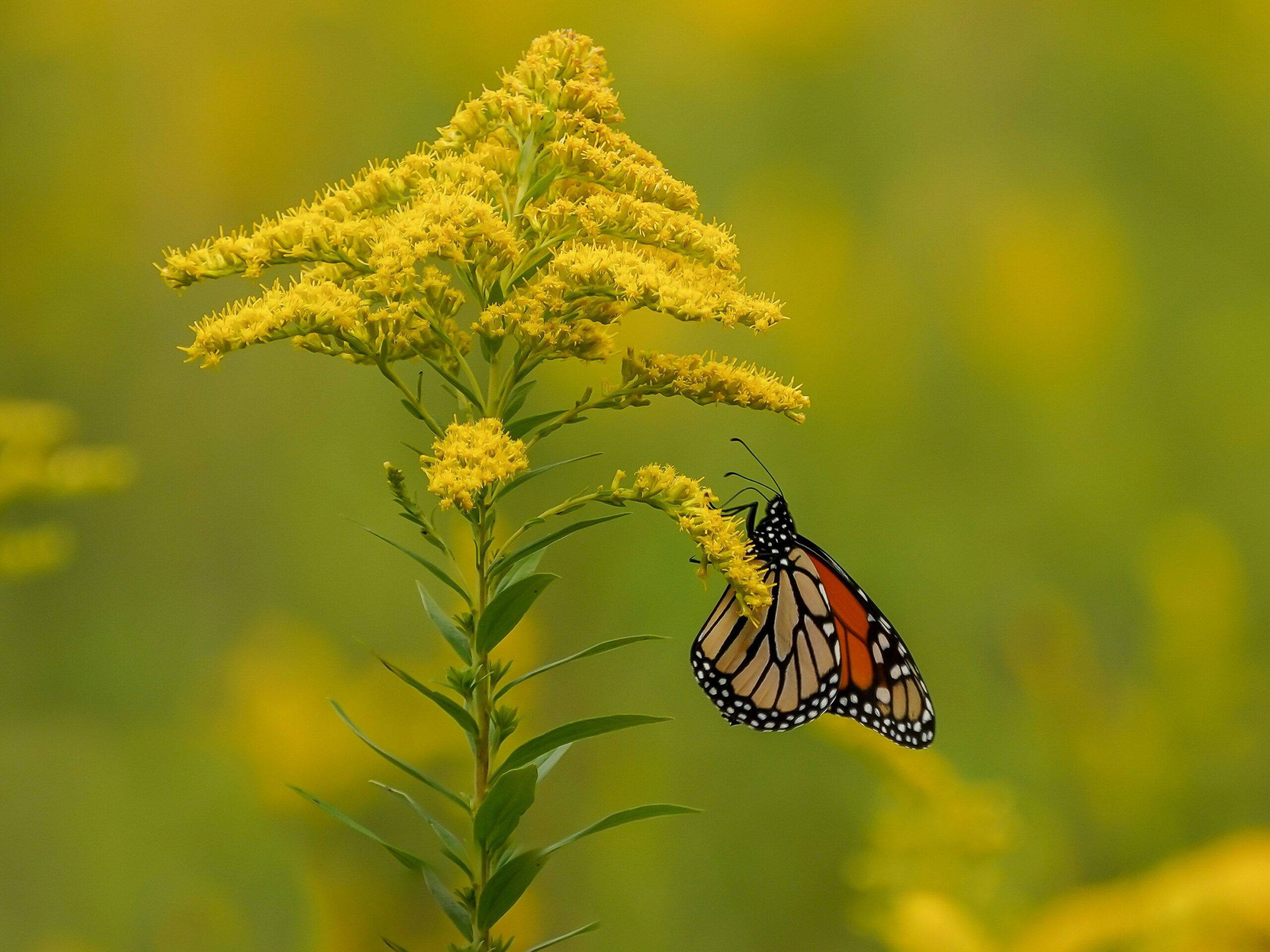 Monarch butterfly feeding on goldenrod flowers